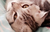 糖糖的红豆鸡汤