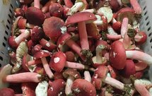 红菇食谱合集…持续更新中…福建人最爱！！红菇小鸡汤！