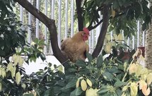 整鸡煮之学做笔记汇总（葱油鸡、捞鸡、手撕鸡、盐焗鸡、果香烤鸡、香葱烤鸡、豉油鸡、顺德四杯鸡、白切鸡、粽香鸡、猪肚鸡、柠香烤鸡、养生鸡、荷香鸡、鲍鱼鸡、茶香卤鸡、彩蔬童子鸡、墨鱼干石斛煲鸡、叉烧酱鸡）