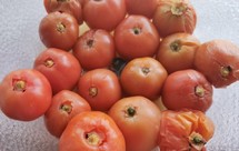 烤西红柿（番茄、圣女果、迷迭香）无油、无糖、无盐、低热量、无脂肪、减肥绝佳