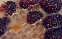 【桑葚椰浆西米露】