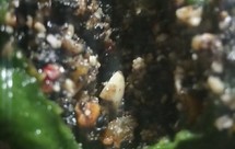 自创超好吃的青团