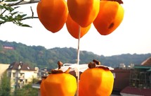 等待上霜的柿饼