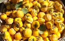 晒柿子饼—柿饼子