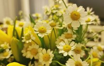 赛香瓜，清咽下火，利口解腻还不长胖