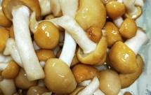 蒜香瓜片滑子蘑