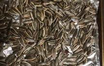 零失误五香瓜子烤箱版