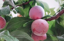 酸酸甜甜李子酱