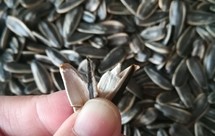 不用炒的香瓜子