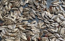 家庭自制五香瓜子