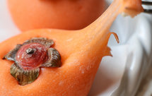 柿柿如意雪媚娘｜每逢年末全网都在做的糯叽叽