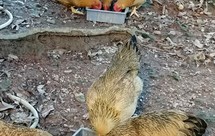 干香菇黄花菜腐竹蒸鸡