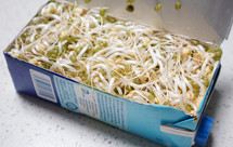 牛奶盒发豆芽|废物利用真方便