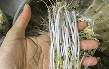 发绿豆芽简单不苦的方法