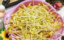 一起体验如何「生黄豆芽」吧？