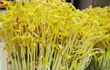 塑料盒“生绿豆芽”一一一长得噌噌高