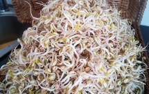 生绿豆芽的日子