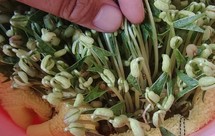 自制简易版绿豆芽