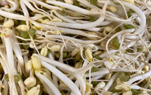 手工生绿豆芽的另外一种方法