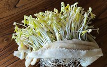 健康发豆芽丨保姆级教程