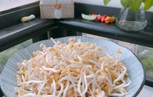 零难度的自发绿豆芽