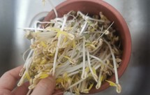 自发绿豆芽