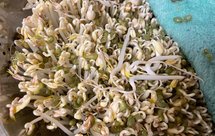 自发绿豆芽简单粗暴