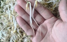 发绿豆芽 凉拌绿豆芽