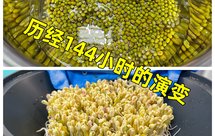 轻松发绿豆芽