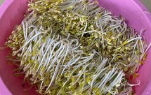 自制绿豆芽（蒸锅版——附去豆芽壳技巧）