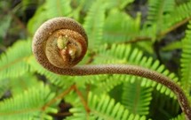 好喝祛湿#蕨菜汤