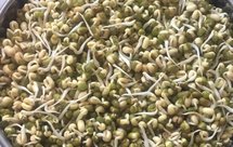 简单快速发豆芽