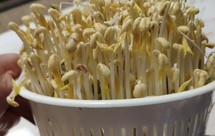 宅家无聊了，一起来发豆芽吧