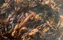 盐菜包子馅嗮红菜苔盐菜腌菜