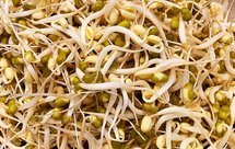 家庭自发绿豆芽（水盆版）