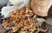 冬日暖汤 素菌汤【懒人做法 养生壶】