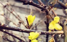 发菜豆腐黄花鱼汤