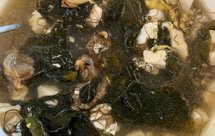 全贝海藻豆腐汤