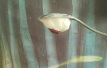 奶粉版酸奶油，奶油奶酪，舔盖儿老酸奶~几乎固体，不用过滤，健康不含糖（假装自己是希腊酸奶）