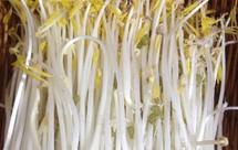 自发绿豆芽（奶粉罐版）