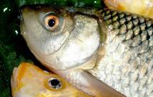 熟练优雅地吃鲫鱼