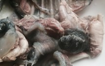 甲鱼（王八）处理详解