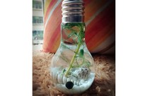 饮料瓶子de二次生命