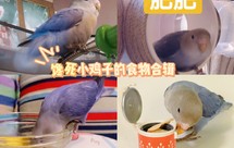 鹦鹉零食-蛋小米、饼干等