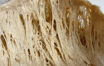 间接法｜全麦粉波兰酵种