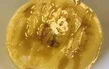 微波爐快手系列 牛奶布丁Milk Pudding 豆奶布丁 Soy Milk Pudding & 蛋糕 原味戚風/巧克力 Chiffon Cake （無油低卡）[蛋奶素 Ovo-Lacto Veg]