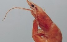 记录✍试着做的盐水虾干