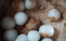 自磨黄豆面汤圆