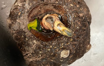 自制难看的魔芋豆腐