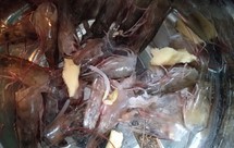 基围虾一虾多吃